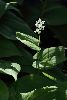 <em>Maianthemum bifolium</em>